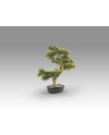 BANKAN - BONSAI 75CM- SET 2